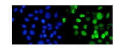 Invitrogen RbAp48 Polyclonal Antibody 100 &mu;g; Unconjugated:Antibodies,