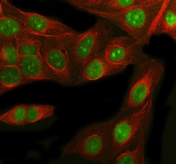 Invitrogen RbAp48 Polyclonal Antibody 100 &mu;g; Unconjugated:Antibodies,