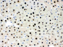 Invitrogen RbAp48 Polyclonal Antibody 100 &mu;g; Unconjugated:Antibodies,
