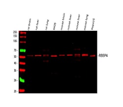 Invitrogen RbAp48 Polyclonal Antibody 100 &mu;g; Unconjugated:Antibodies,