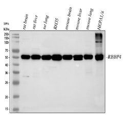 Invitrogen RbAp48 Polyclonal Antibody 100 &mu;g; Unconjugated:Antibodies,