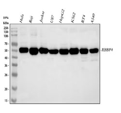 Invitrogen RbAp48 Polyclonal Antibody 100 &mu;g; Unconjugated:Antibodies,