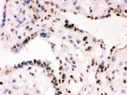 Invitrogen RbAp48 Polyclonal Antibody 100 &mu;g; Unconjugated:Antibodies,