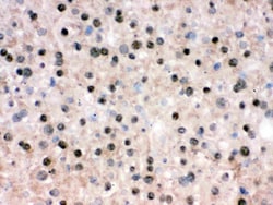 Invitrogen RbAp48 Polyclonal Antibody 100 &mu;g; Unconjugated:Antibodies,