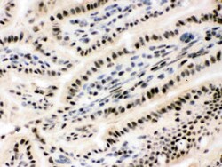 Invitrogen RbAp48 Polyclonal Antibody 100 &mu;g; Unconjugated:Antibodies,
