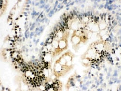 Invitrogen RbAp48 Polyclonal Antibody 100 &mu;g; Unconjugated:Antibodies,