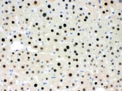 Invitrogen RbAp48 Polyclonal Antibody 100 &mu;g; Unconjugated:Antibodies,