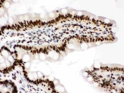 Invitrogen RbAp48 Polyclonal Antibody 100 &mu;g; Unconjugated:Antibodies,