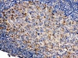 Invitrogen CD19 Polyclonal Antibody 100 &mu;g; Unconjugated:Antibodies,
