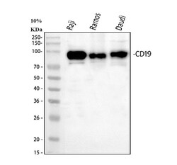 Invitrogen CD19 Polyclonal Antibody 100 &mu;g; Unconjugated:Antibodies,