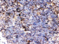 Invitrogen CD14 Polyclonal Antibody 100 &mu;g; Unconjugated:Antibodies,