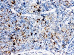 Invitrogen CD14 Polyclonal Antibody 100 &mu;g; Unconjugated:Antibodies,