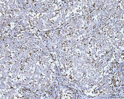 Invitrogen CD14 Polyclonal Antibody 100 &mu;g; Unconjugated:Antibodies,
