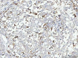 Invitrogen CD14 Polyclonal Antibody 100 &mu;g; Unconjugated:Antibodies,