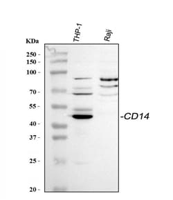 Invitrogen CD14 Polyclonal Antibody 100 &mu;g; Unconjugated:Antibodies,