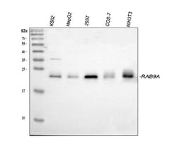 Invitrogen RAB9 Polyclonal Antibody 100 &mu;g; Unconjugated:Antibodies,
