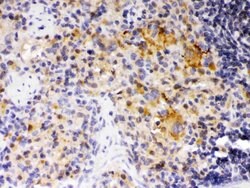 Invitrogen SKAP55 Polyclonal Antibody 100 &mu;g; Unconjugated:Antibodies,