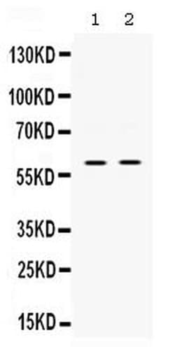 Invitrogen SKAP55 Polyclonal Antibody 100 &mu;g; Unconjugated:Antibodies,