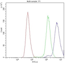 Invitrogen Bcl-X Polyclonal Antibody 100 &mu;g; Unconjugated:Antibodies,
