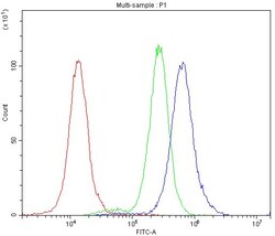 Invitrogen Bcl-X Polyclonal Antibody 100 &mu;g; Unconjugated:Antibodies,