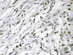 Invitrogen MEF2A Polyclonal Antibody 100 &mu;g | Buy Online | Invitrogen&trade; | Fisher Scientific