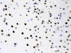 Invitrogen MEF2A Polyclonal Antibody 100 &mu;g | Buy Online | Invitrogen&trade; | Fisher Scientific