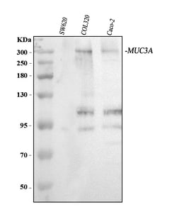 Invitrogen MUC3A/MUC3B Polyclonal Antibody 100 &mu;g; Unconjugated:Antibodies,