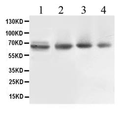 Invitrogen ABCB10 Polyclonal Antibody 100 &mu;g; Unconjugated:Antibodies,