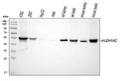 Invitrogen ALDH1A2 Polyclonal Antibody 100 &mu;g; Unconjugated:Antibodies,