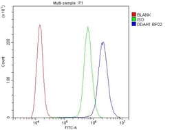 Invitrogen DDAH1 Polyclonal Antibody 100 &mu;g; Unconjugated:Antibodies,