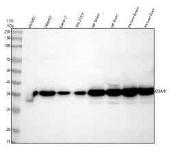 Invitrogen DDAH1 Polyclonal Antibody 100 &mu;g; Unconjugated:Antibodies,
