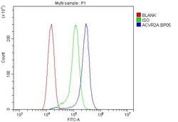 Invitrogen ACVR2A Polyclonal Antibody 100 &mu;g; Unconjugated:Antibodies,