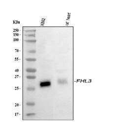 Invitrogen FHL3 Polyclonal Antibody 100 &mu;g; Unconjugated:Antibodies,