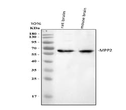 Invitrogen MPP2 Polyclonal Antibody 100 &mu;g; Unconjugated:Antibodies,