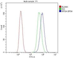 Invitrogen RPSA Polyclonal Antibody 100 &mu;g; Unconjugated:Antibodies,