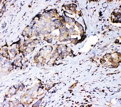 Invitrogen RPSA Polyclonal Antibody 100 &mu;g; Unconjugated:Antibodies,