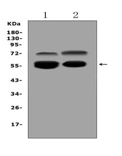 Invitrogen VNN1 Polyclonal Antibody 100 &mu;g; Unconjugated:Antibodies,