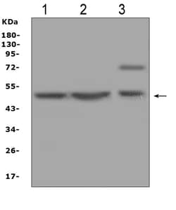 Invitrogen AP2M1 Polyclonal Antibody 100 &mu;g; Unconjugated:Antibodies,