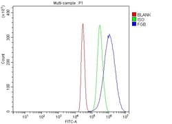 Invitrogen FIBB Polyclonal Antibody 100 &mu;g | Buy Online | Invitrogen&trade; | Fisher Scientific