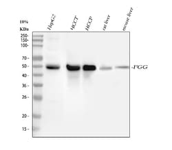 Invitrogen Fibrinogen gamma Polyclonal Antibody 100 &mu;g; Unconjugated:Antibodies,