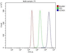 Invitrogen KCNQ1 Polyclonal Antibody 100 &mu;g; Unconjugated:Antibodies,