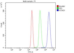 Invitrogen KCNQ1 Polyclonal Antibody 100 &mu;g; Unconjugated:Antibodies,