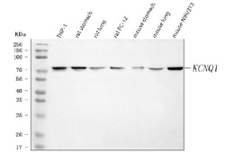 Invitrogen KCNQ1 Polyclonal Antibody 100 &mu;g; Unconjugated:Antibodies,