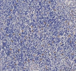 Invitrogen™ IBA1 Polyclonal Antibody