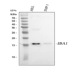 Invitrogen IBA1 Polyclonal Antibody 100 &mu;g; Unconjugated:Antibodies,