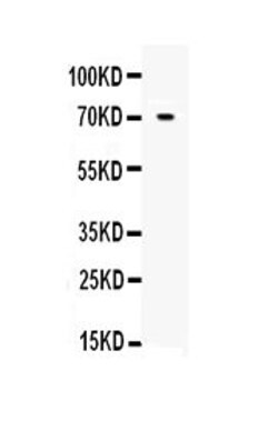 Invitrogen Angiopoietin 1 Polyclonal Antibody 100 &mu;g; Unconjugated:Antibodies,