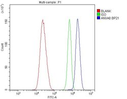 Invitrogen Annexin A8 Polyclonal Antibody 100 &mu;g; Unconjugated:Antibodies,