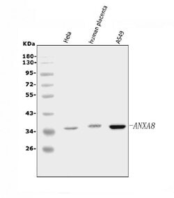 Invitrogen Annexin A8 Polyclonal Antibody 100 &mu;g; Unconjugated:Antibodies,