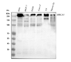 Invitrogen BRCA1 Polyclonal Antibody 100 &mu;g; Unconjugated:Antibodies,