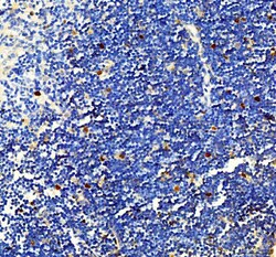 Invitrogen Survivin Polyclonal Antibody 100 &mu;g; Unconjugated:Antibodies,